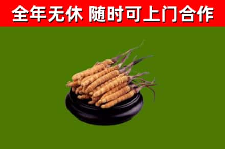 新邵烟酒回收冬虫夏草.jpg