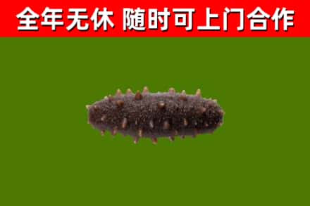 新邵回收海参干